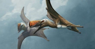 Nuevo fsil revela la evolucin de los reptiles voladores