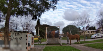 La Polica Nacional est retirando a los caballos sueltos en la va pblica 