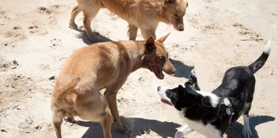 Plataforma Animalista lanzar su Agenda 2025/ 2030;  con propuestas y proyectos de leyes a ser contemplados para el prximo gobierno 