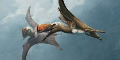 Nuevo fsil revela la evolucin de los reptiles voladores