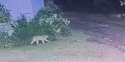 Se escap un puma de la Estacin de Cra y Fauna 