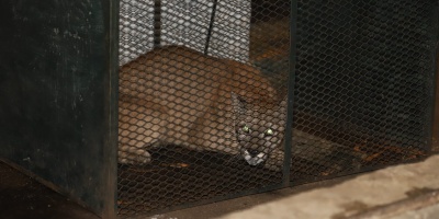 Recapturaron a la puma que escap en el Cerro Pan de Azcar