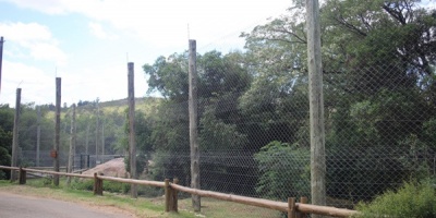 Puma ms antiguo que viva en la Estacin de Cra y Fauna Autctona en Maldonado, falleci tras progresivo deterioro de salud