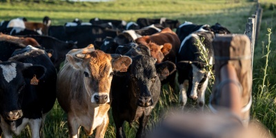 Federacin Rural evala solicitar al Gobierno que decrete la esencialidad de faena de ganado