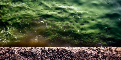 Cianobacterias afectan playas de Montevideo, Canelones y San Jos