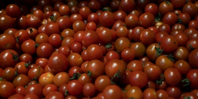 Varios productores tuvieron que descartar parte de la cosecha de tomates por una sobreoferta 