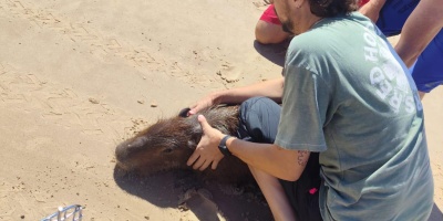 Encontraron un carpincho en la bajada 20 de la playa de Ciudad de la Costa