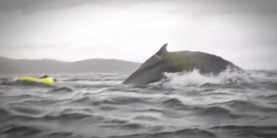 Una ballena atrapa a un joven entre sus fauces y luego lo escupe intacto