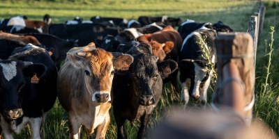 El gobierno de Yamand Orsi iniciar acciones el domingo para atender la situacin de los animales de Conexin Ganadera