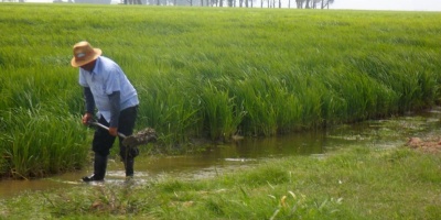 El presidente Yamand Orsi participa de la inauguracin de la cosecha de arroz 