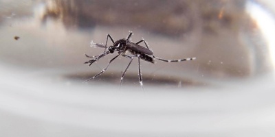 Dengue autctono en Uruguay: Equipos de salud del MSP trabajan en el caso y piden extremar cuidados 